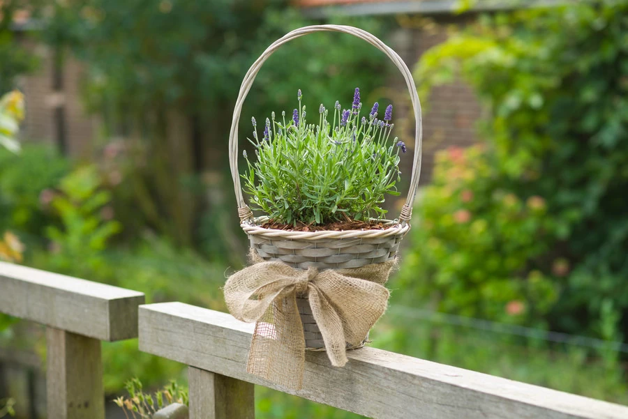 NATURE Jute Band Naturel 10 Cm X 25 M - Afbeelding 5